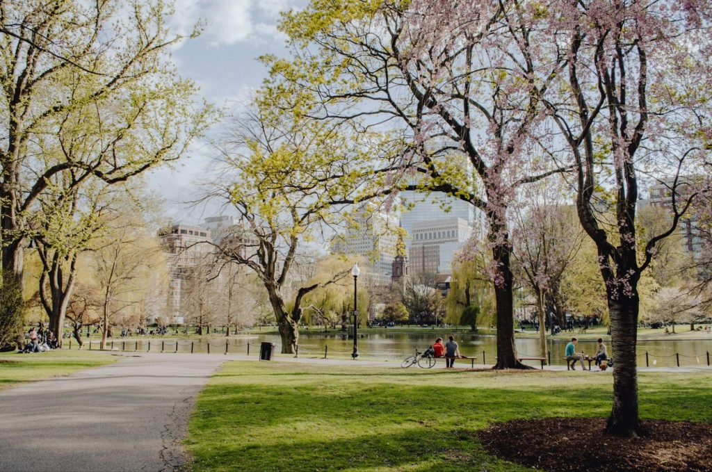 Boston Common park with spring trees and pond